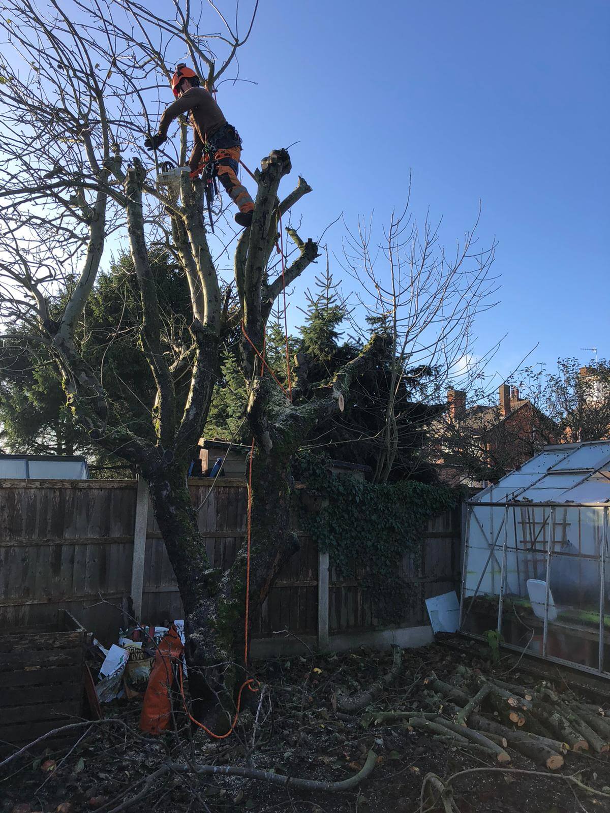 Large tree removal